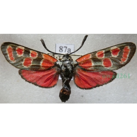 Zygaena carniolica (Scopoli, 1763) Kraśnik rzęsinowiec Deutschland87a